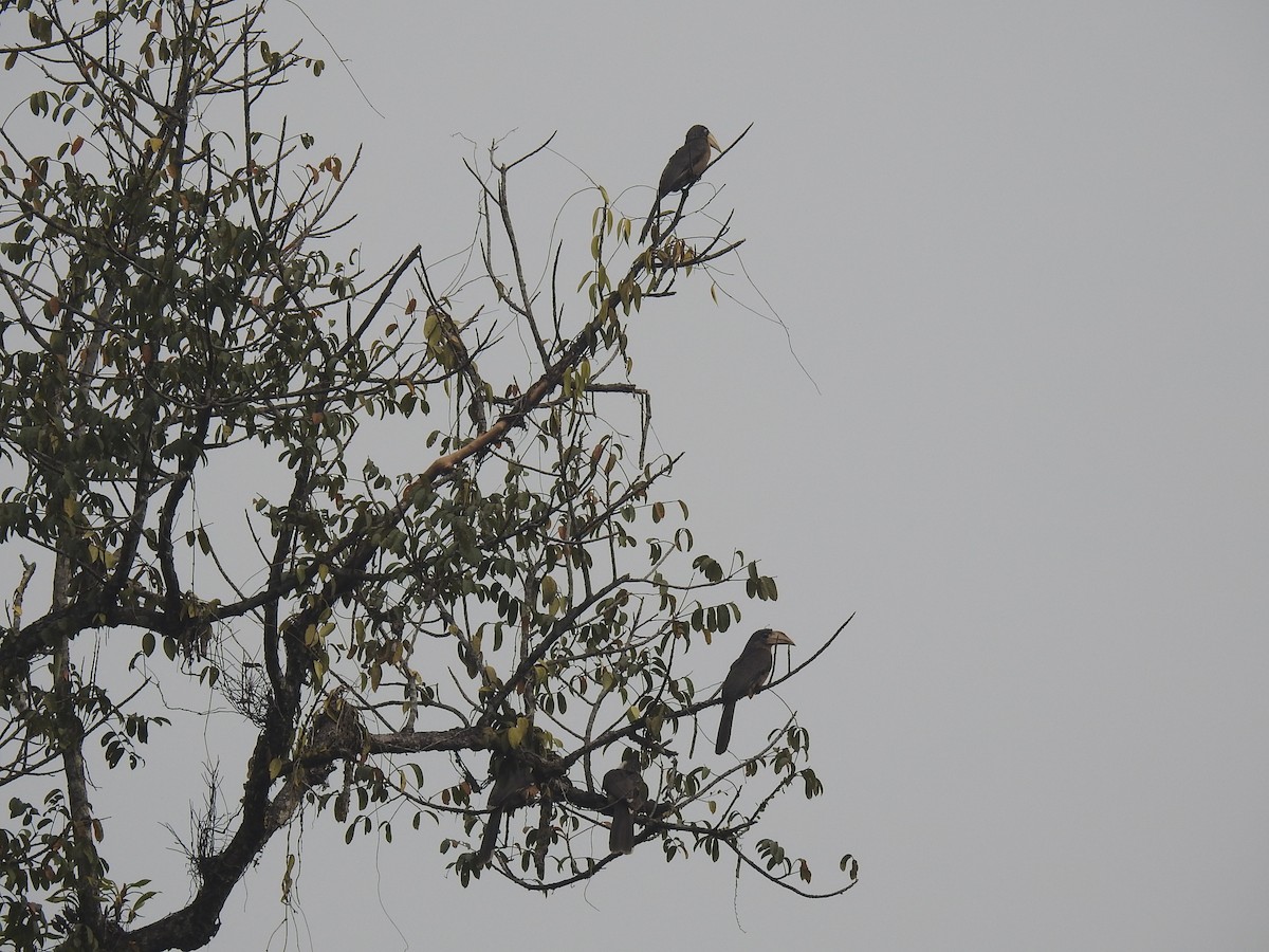 Brown Hornbill - Aparajita Datta