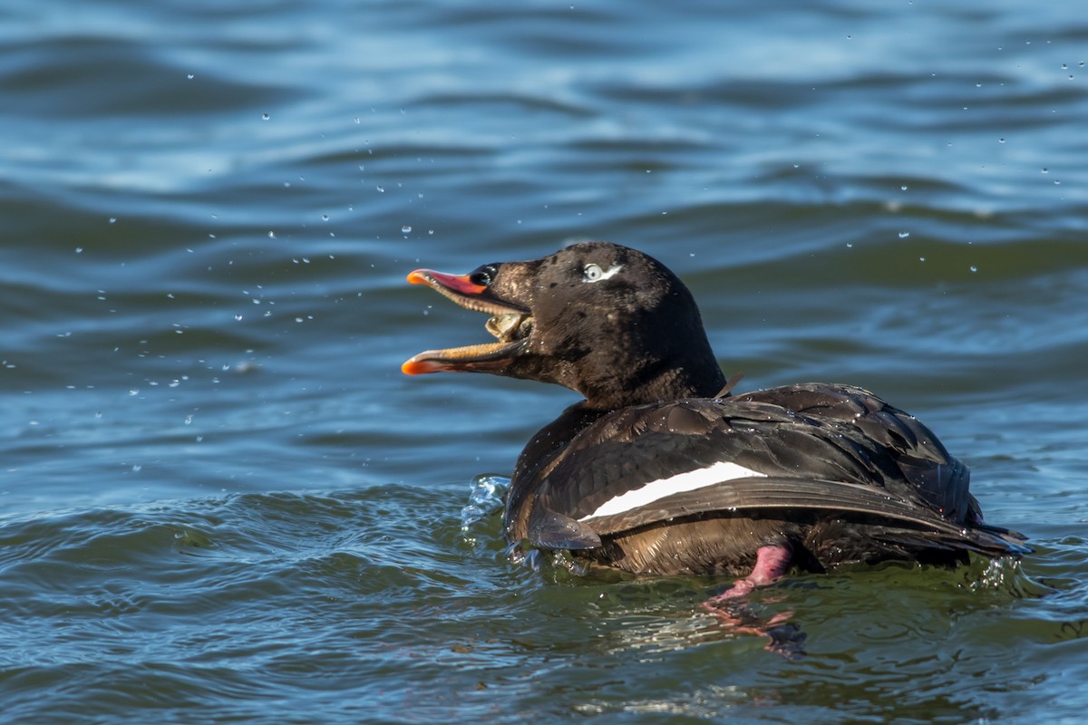 White-winged Scoter - Kyle Blaney