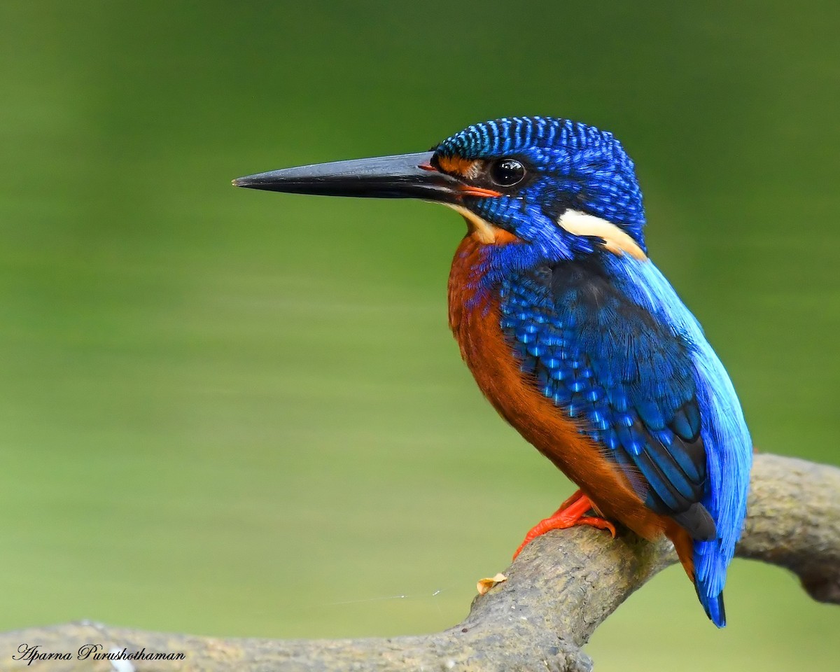 Blue-eared Kingfisher - Aparna Purushothaman