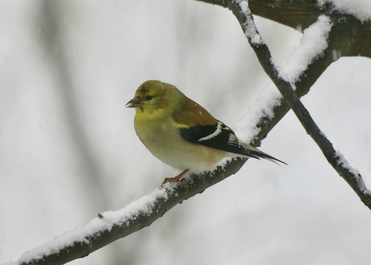 American Goldfinch - Rick&Peggy Price
