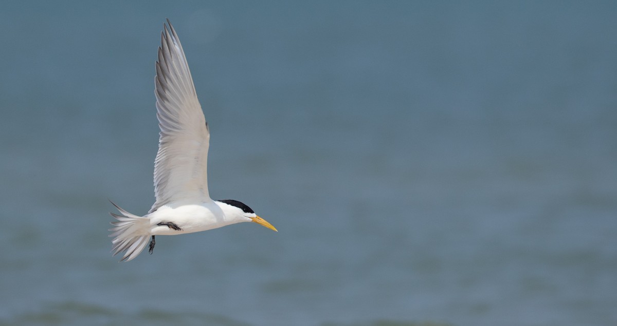 Great Crested Tern - ML84756611