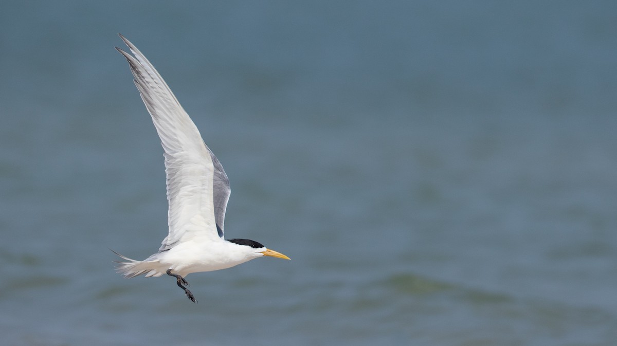 Great Crested Tern - ML84756631