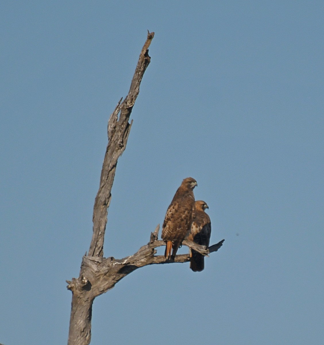 Red-tailed Hawk - ML84756741
