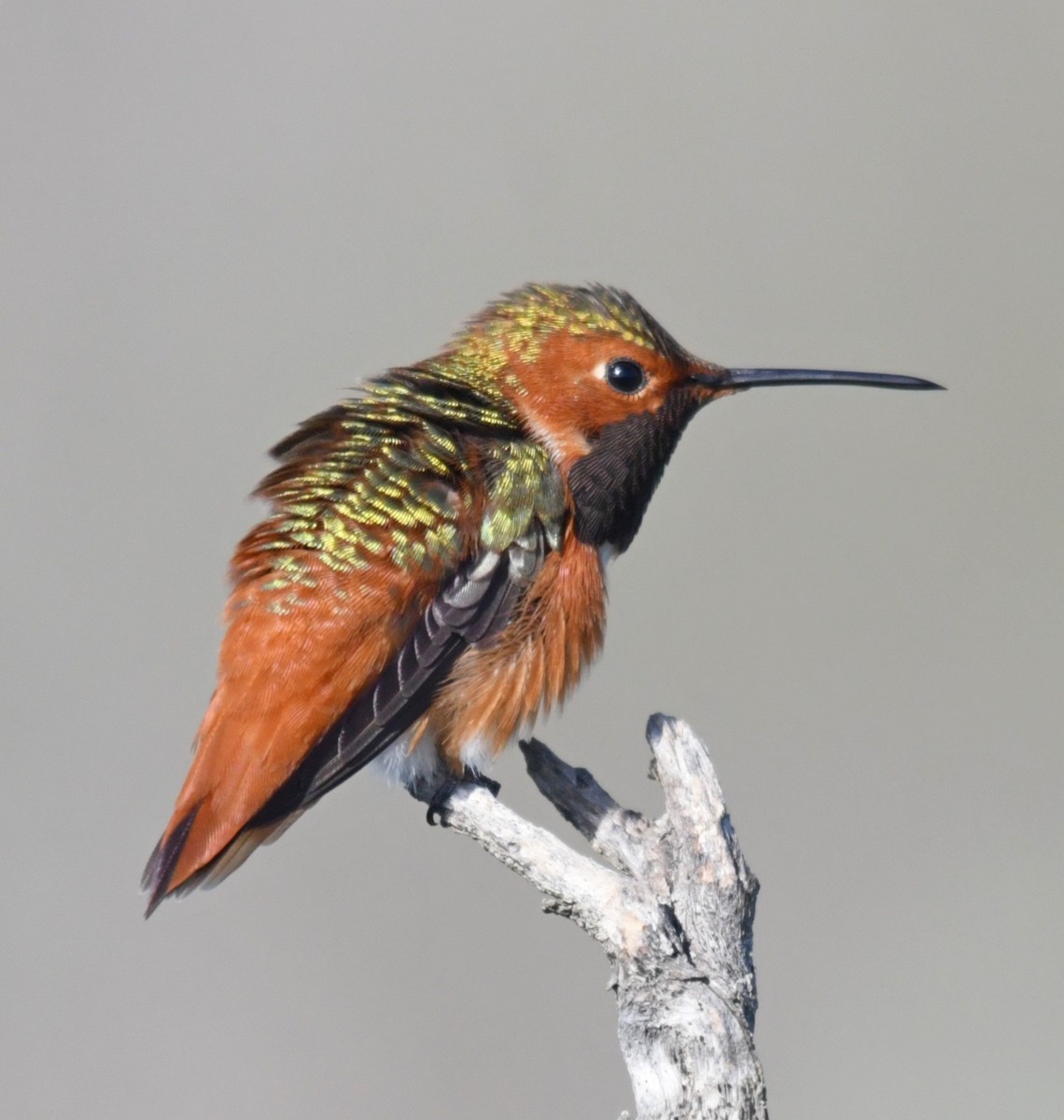 Allen's Hummingbird - ML84756921