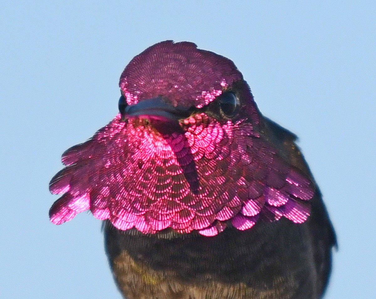 Anna's Hummingbird - ML84757051