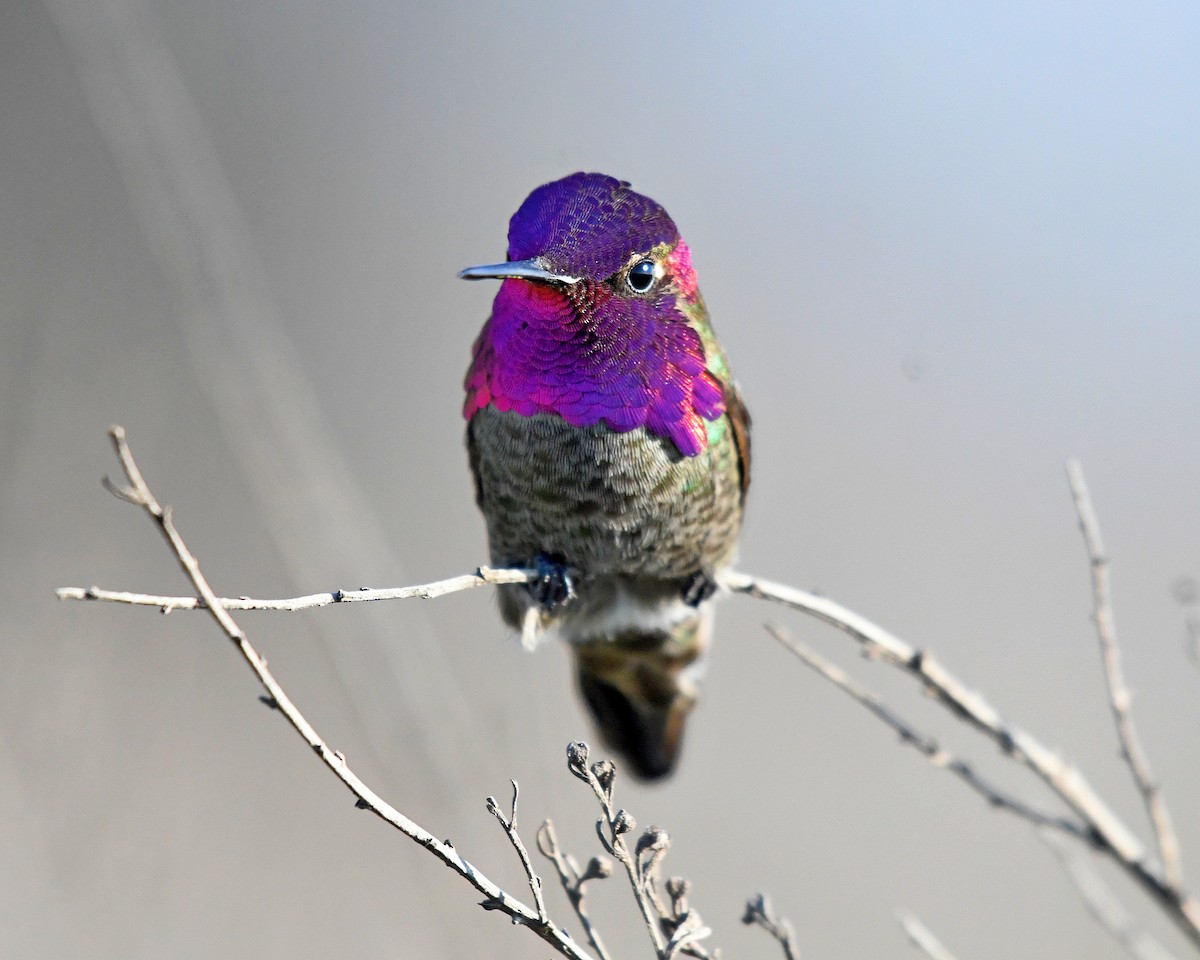 Anna's Hummingbird - ML84757141