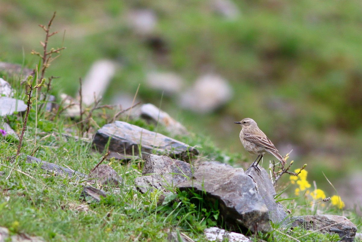 Water Pipit - ML84757491