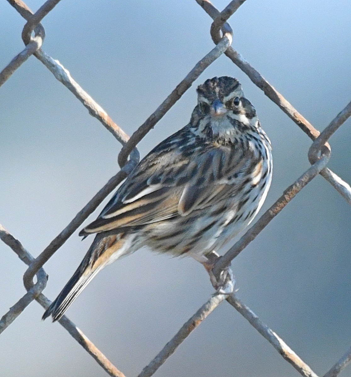 Savannah Sparrow (Belding's) - ML84757531