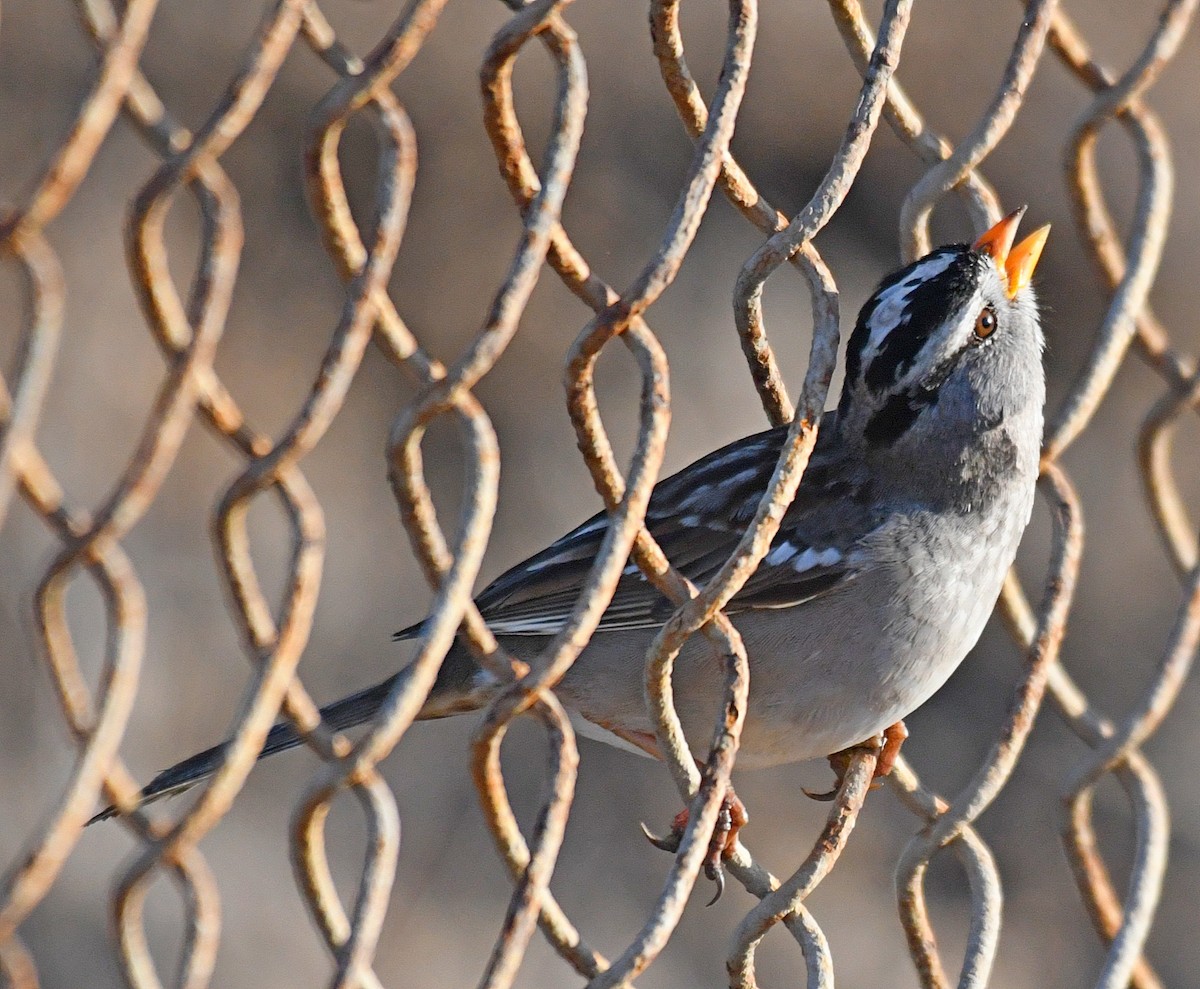 White-crowned Sparrow - ML84757641