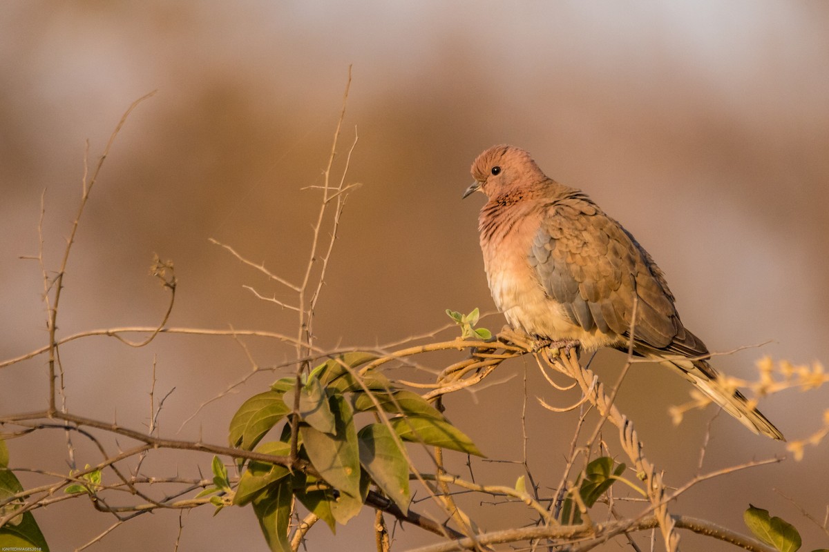 Laughing Dove - Indranil Bhattacharjee