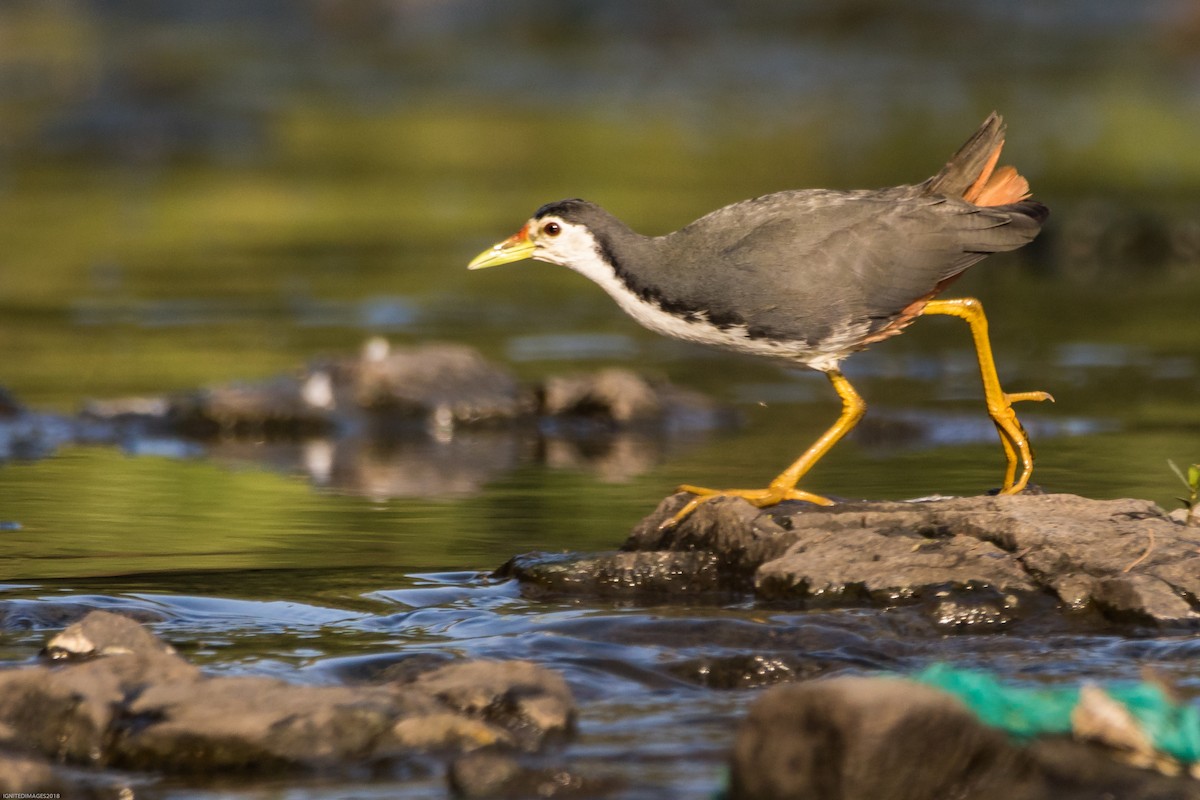 White-breasted Waterhen - Indranil Bhattacharjee