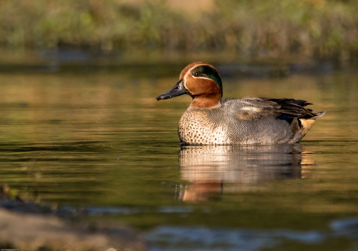 Green-winged Teal - ML84758031