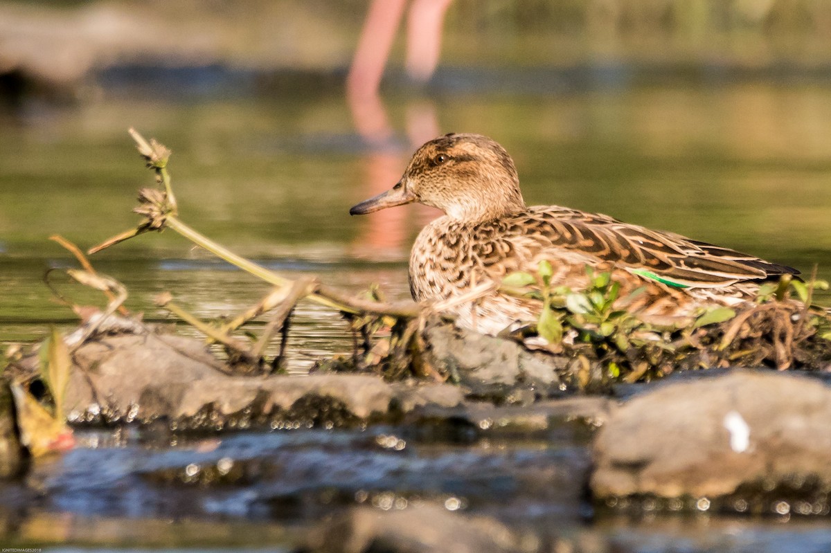 Green-winged Teal - ML84758621