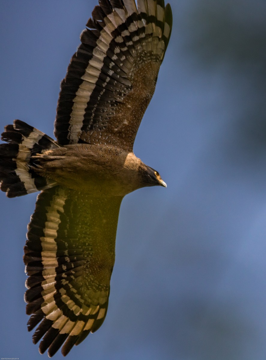 Crested Serpent-Eagle - Indranil Bhattacharjee