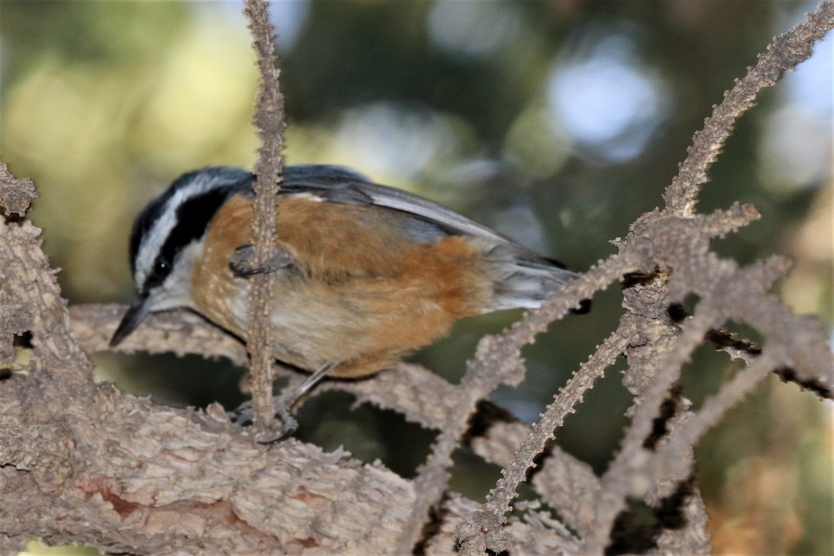 Red-breasted Nuthatch - ML84759631