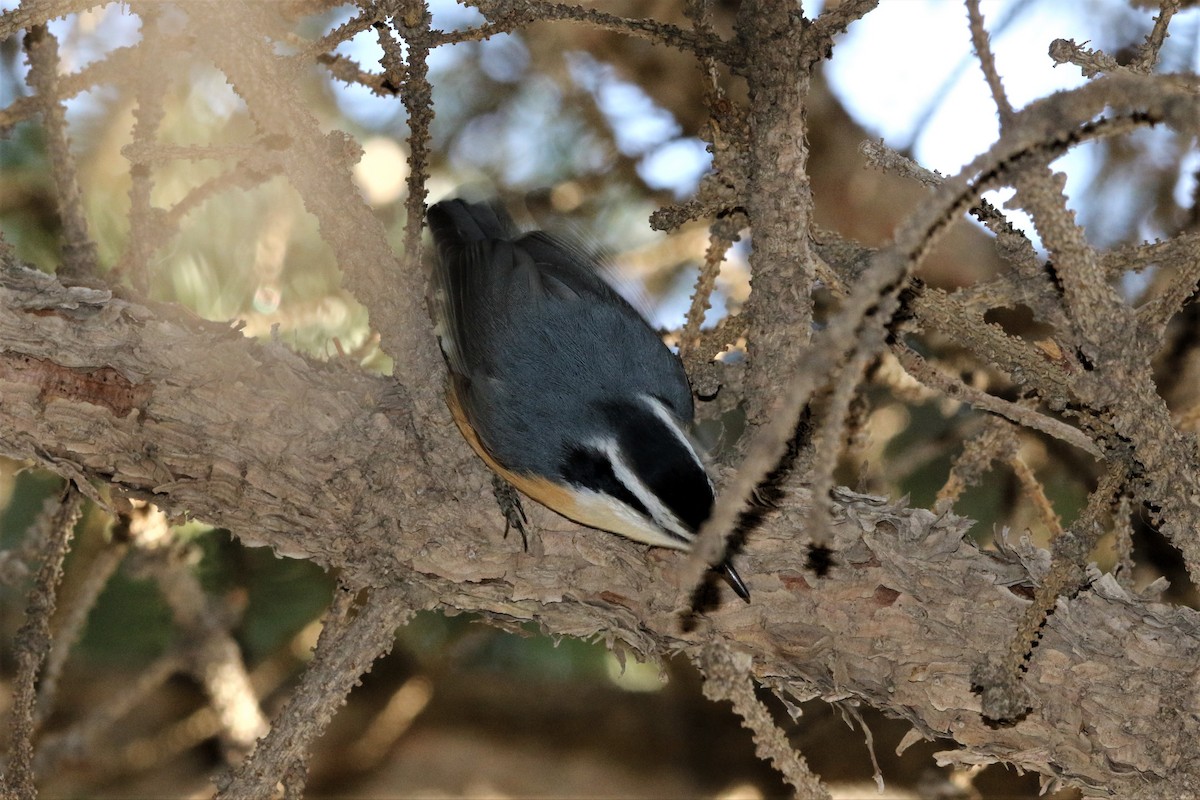 Red-breasted Nuthatch - ML84760531