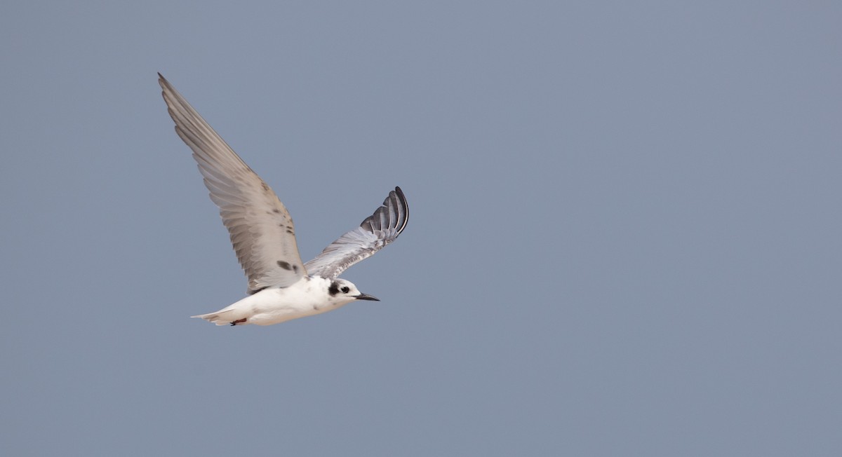 White-winged Tern - ML84761021