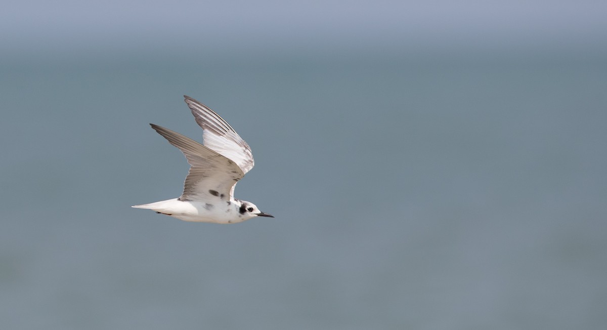 White-winged Tern - ML84761031
