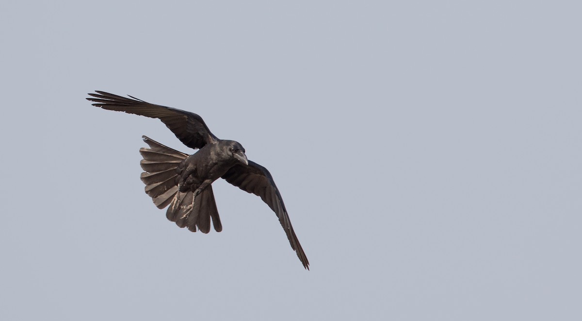Large-billed Crow (Eastern) - ML84761391