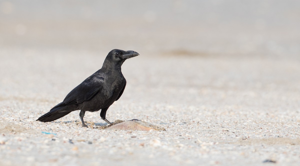 Large-billed Crow (Eastern) - Ian Davies