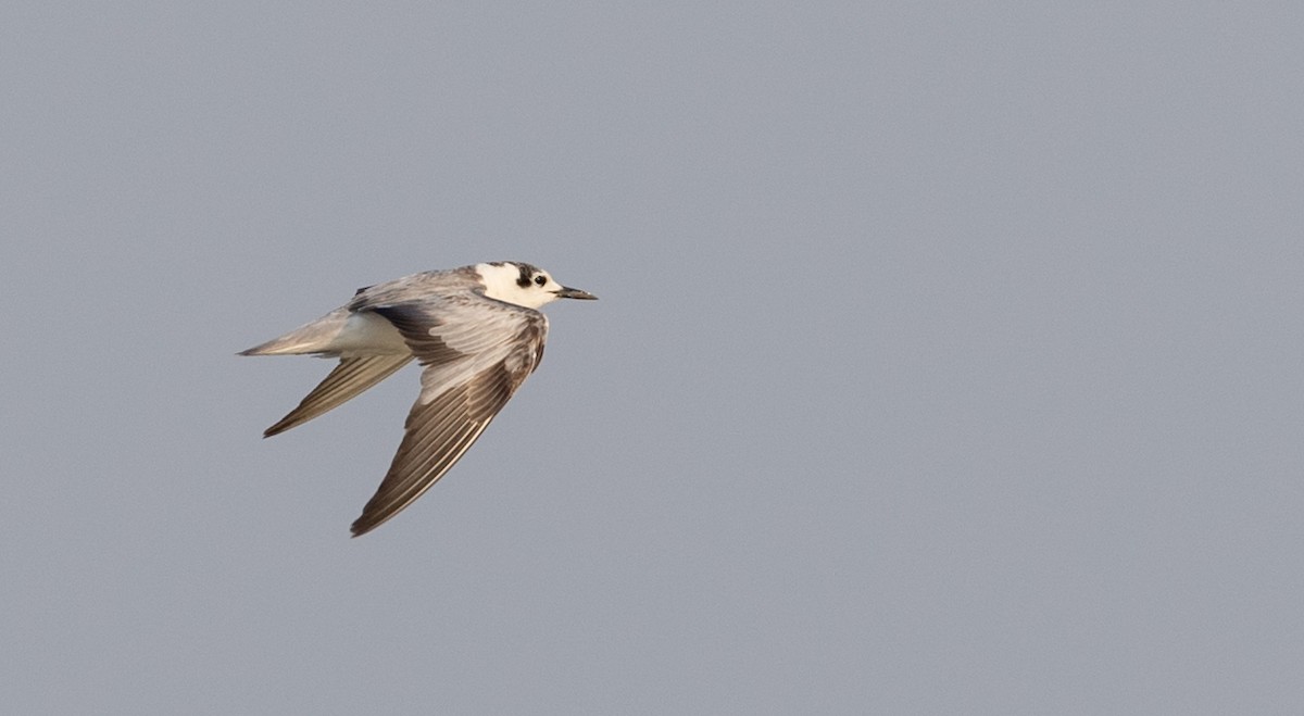 White-winged Tern - Ian Davies