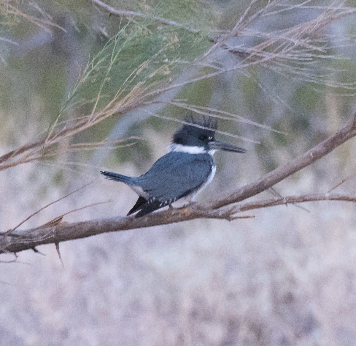 Belted Kingfisher - ML84764171