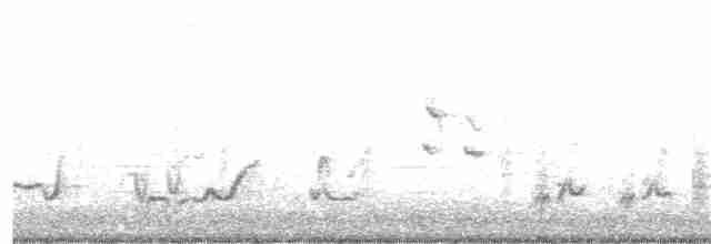 Krummschnabel-Spottdrossel [palmeri-Gruppe] - ML84764231