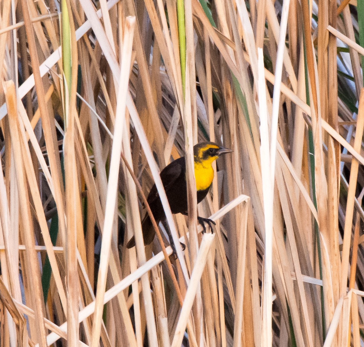 Yellow-headed Blackbird - ML84764331