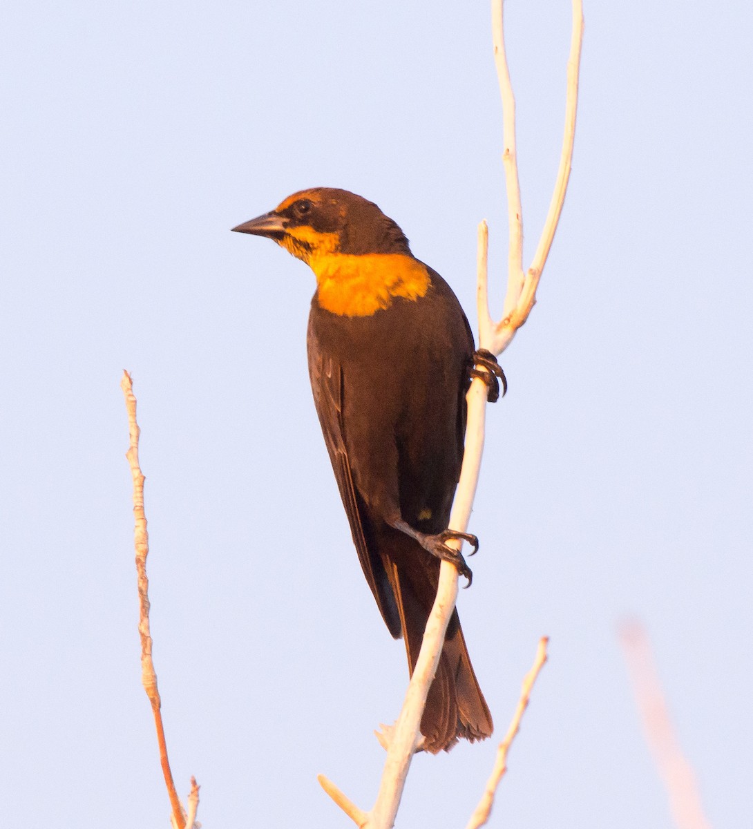 Yellow-headed Blackbird - ML84764341