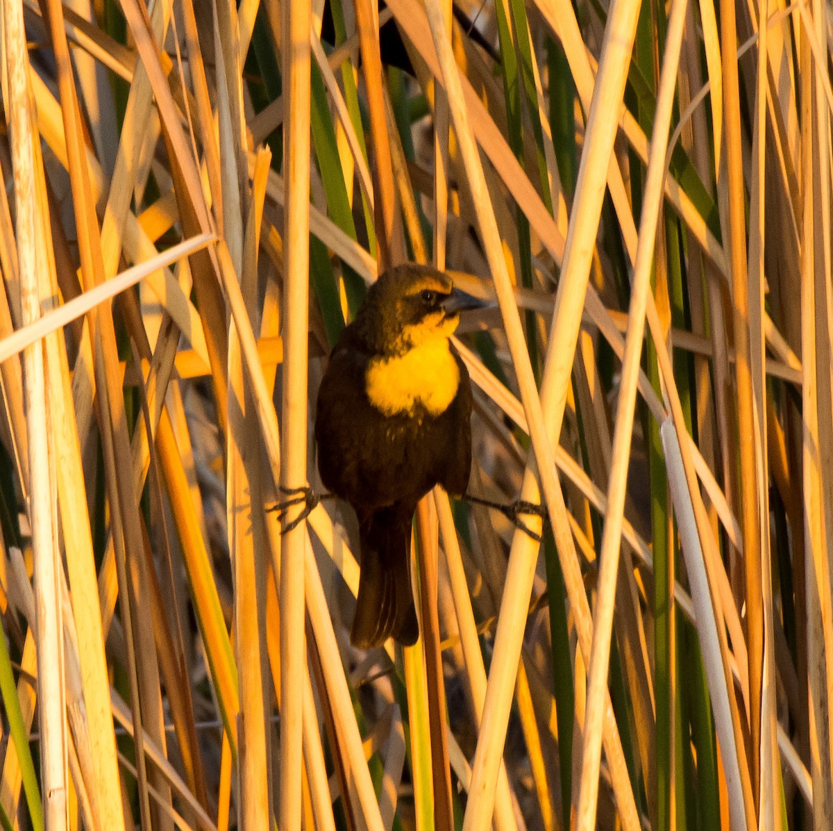 Yellow-headed Blackbird - ML84764351