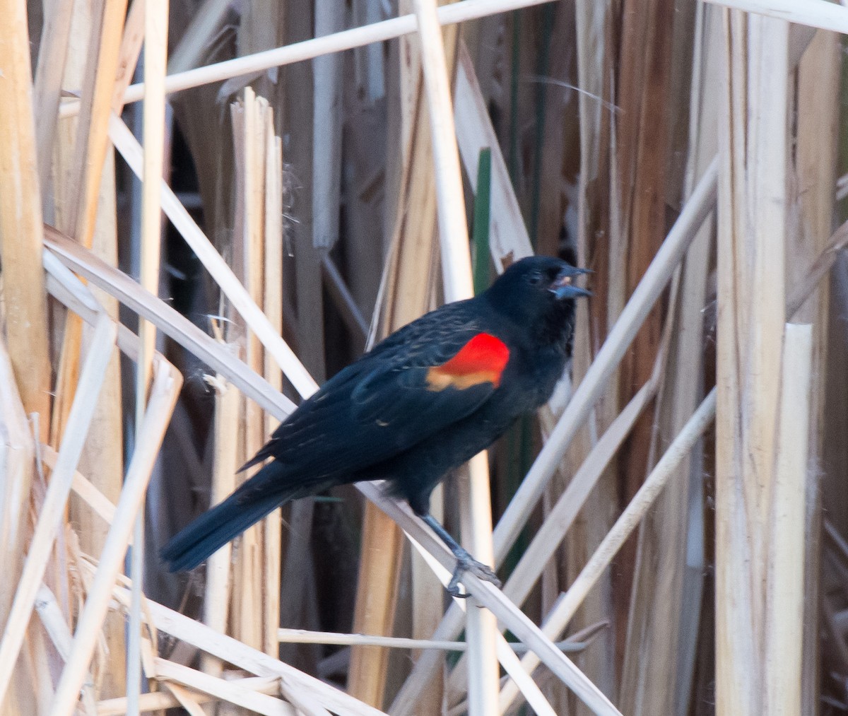 Red-winged Blackbird (Red-winged) - Gordon Karre