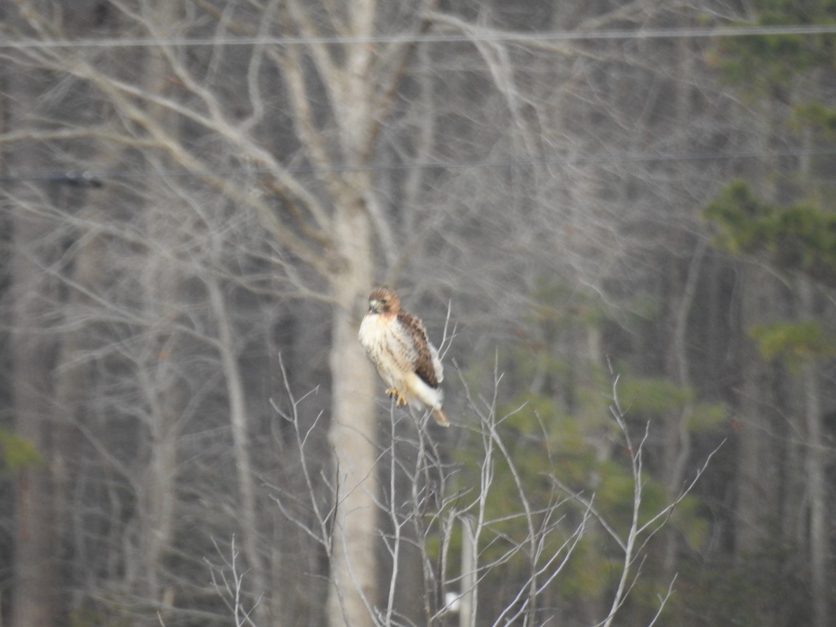 Red-tailed Hawk - ML84764921