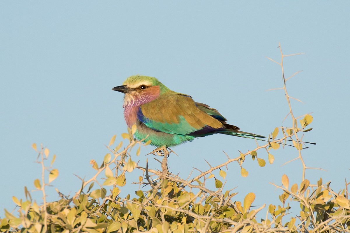 Lilac-breasted Roller - ML84766081