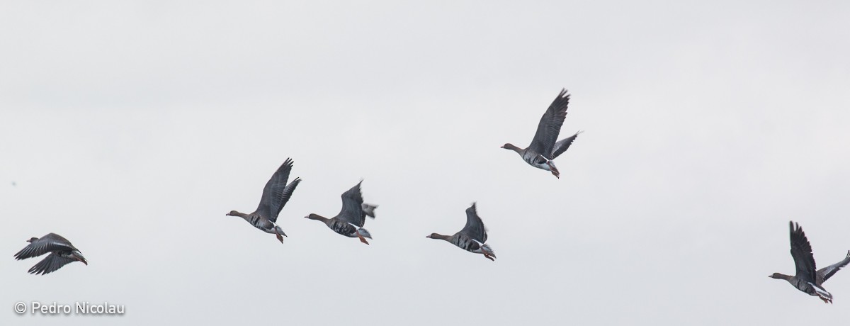 Greater White-fronted Goose (Eurasian) - Pedro Nicolau