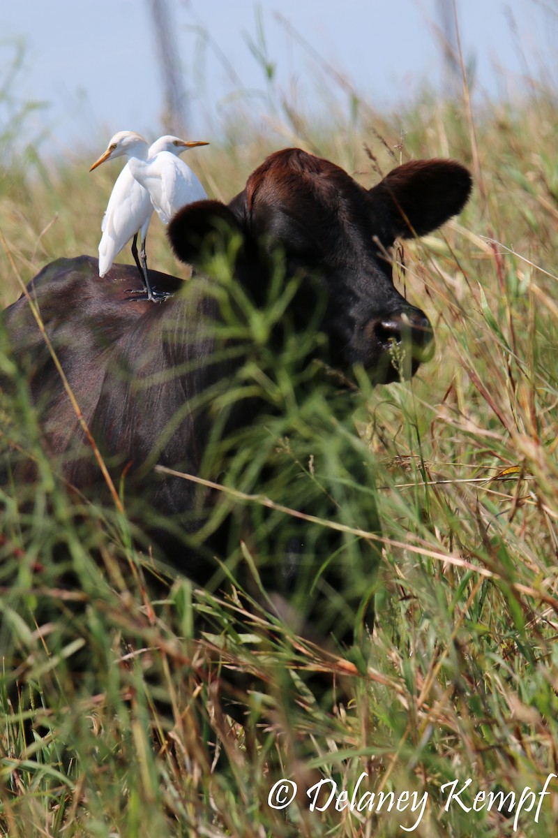 Western Cattle Egret - Delaney Kempf