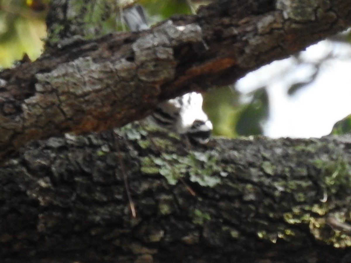 Black-and-white Warbler - ML84769581