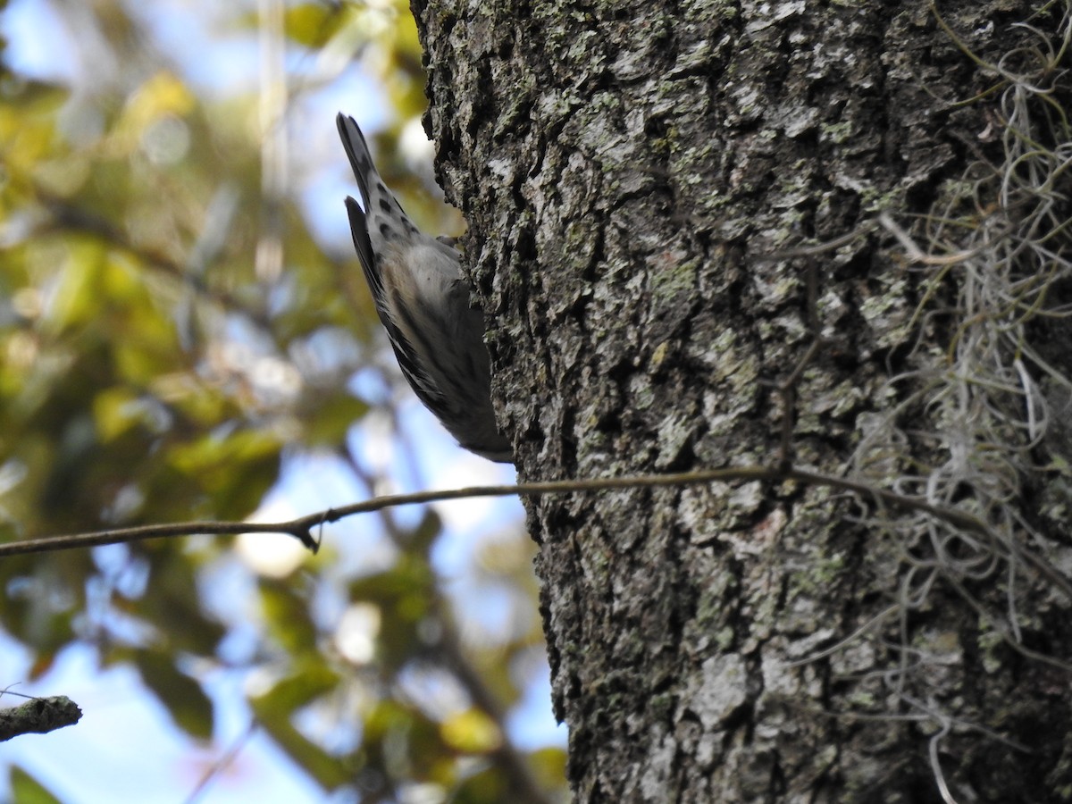 Black-and-white Warbler - ML84769601