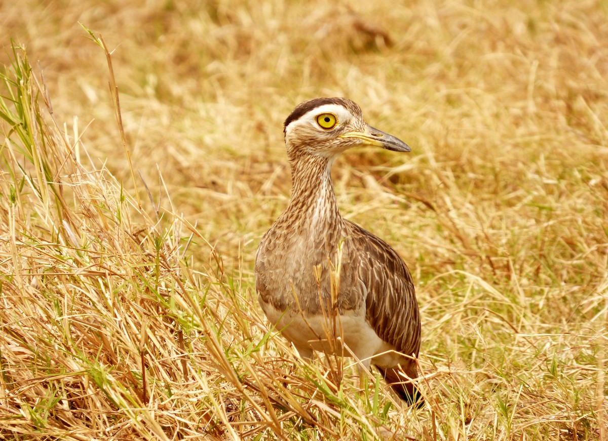 Double-striped Thick-knee - ML84775371