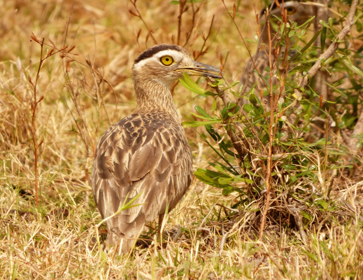 Double-striped Thick-knee - ML84775391