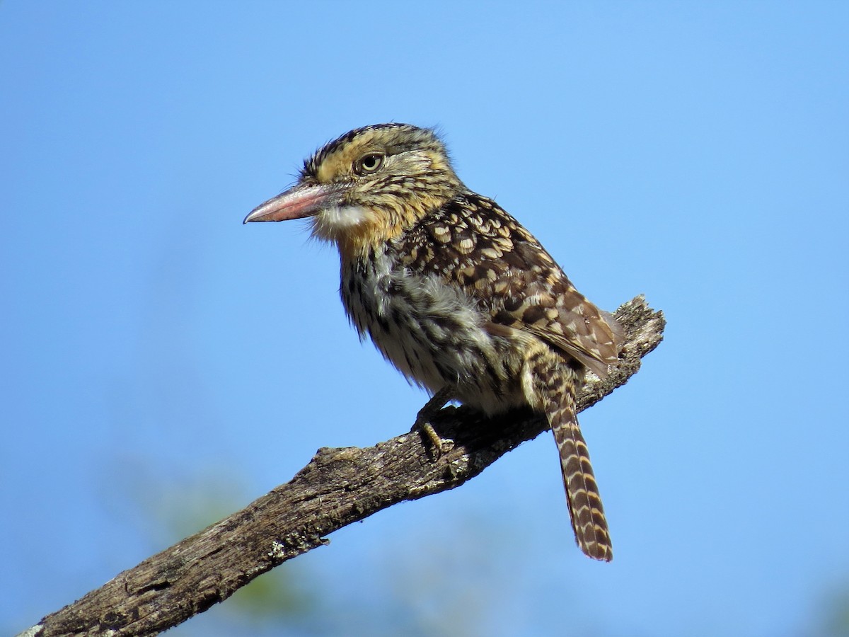 Spot-backed Puffbird (Chaco) - Adam Betuel