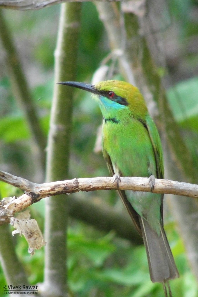 Asian Green Bee-eater - Vivek Rawat