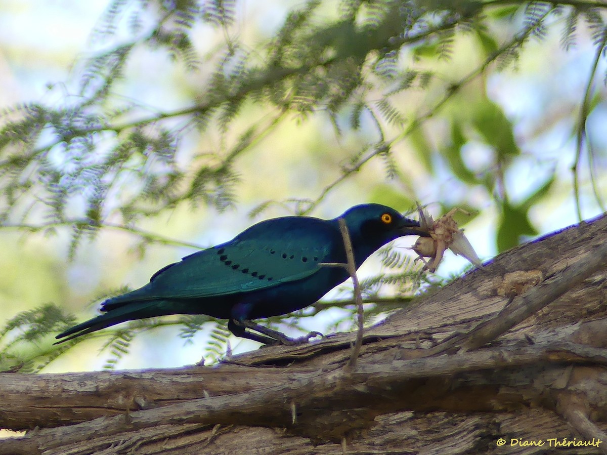 Greater Blue-eared Starling - ML84779431