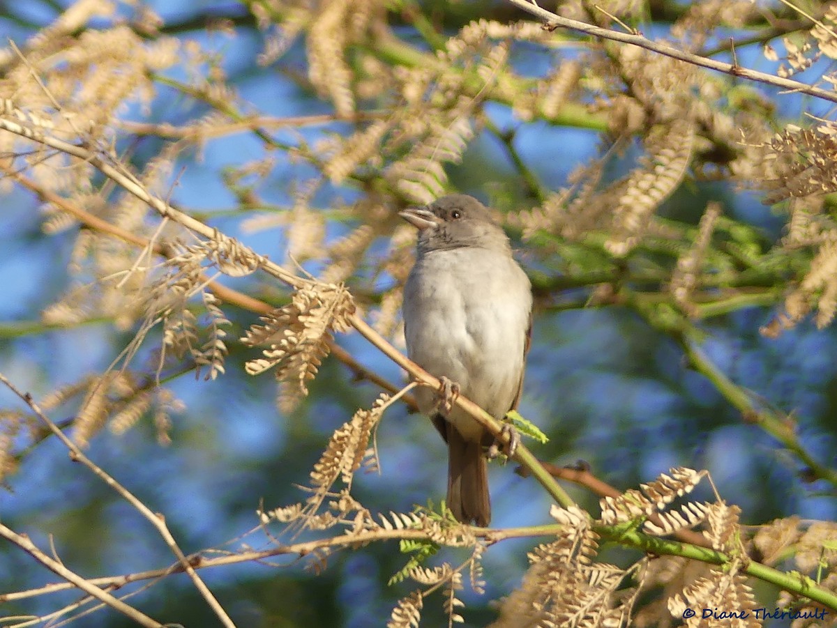 Northern Gray-headed Sparrow - ML84779461