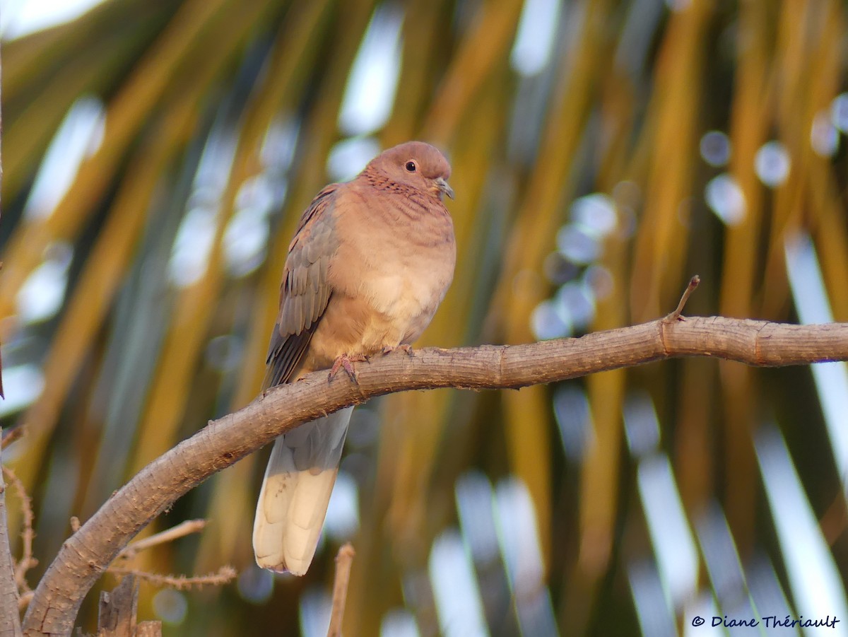 Laughing Dove - ML84779841