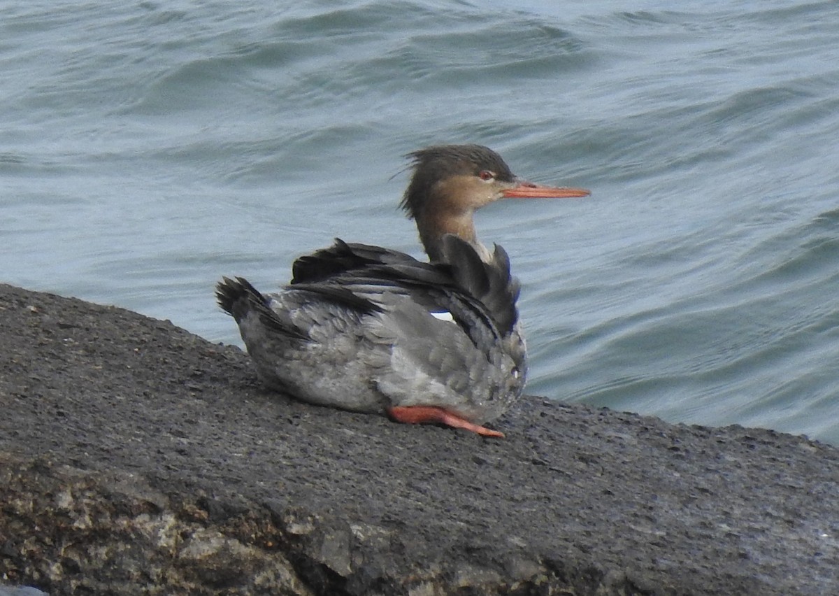 Red-breasted Merganser - Clay Bliznick