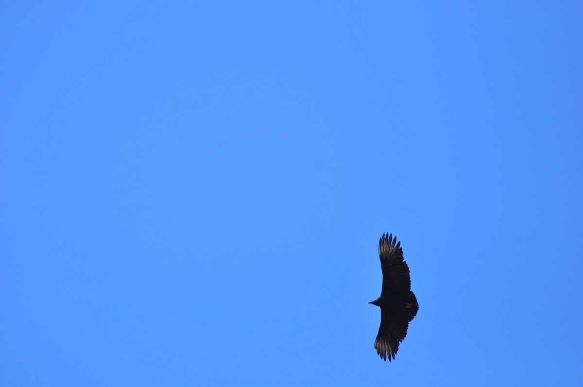 Black Vulture - Ethan Gosnell
