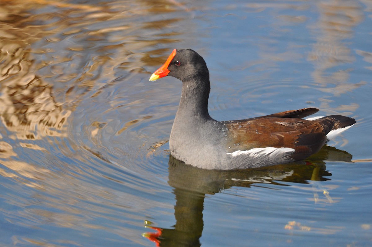 Common Gallinule (American) - Ethan Gosnell