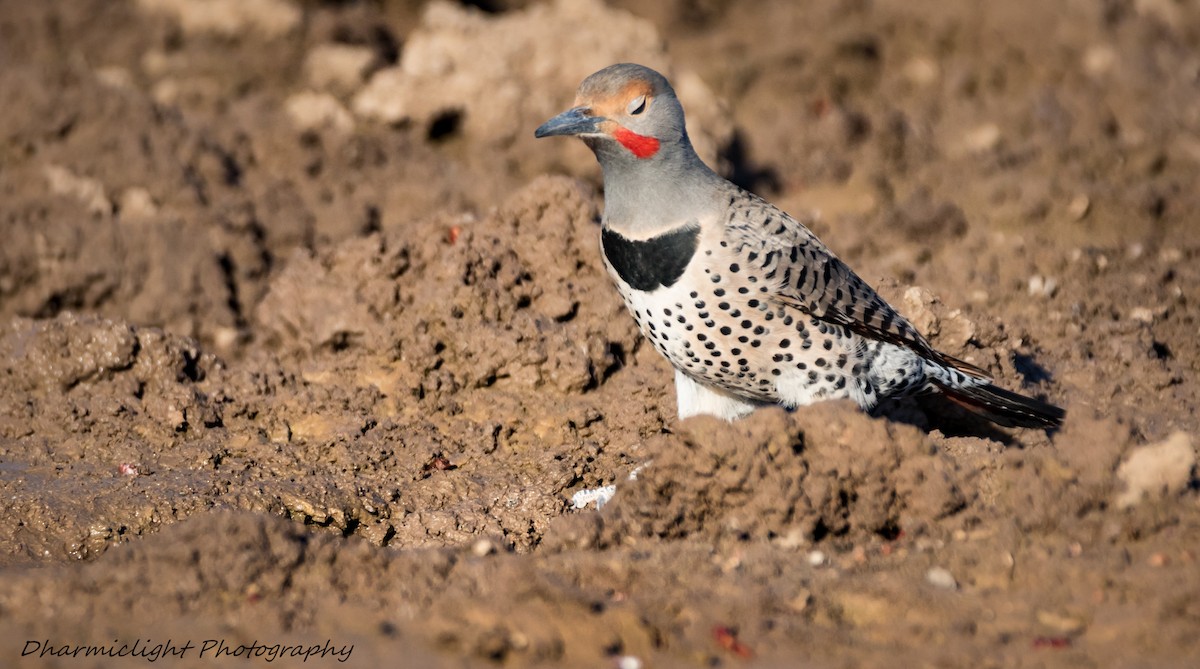 Northern Flicker (Red-shafted) - ML84783091