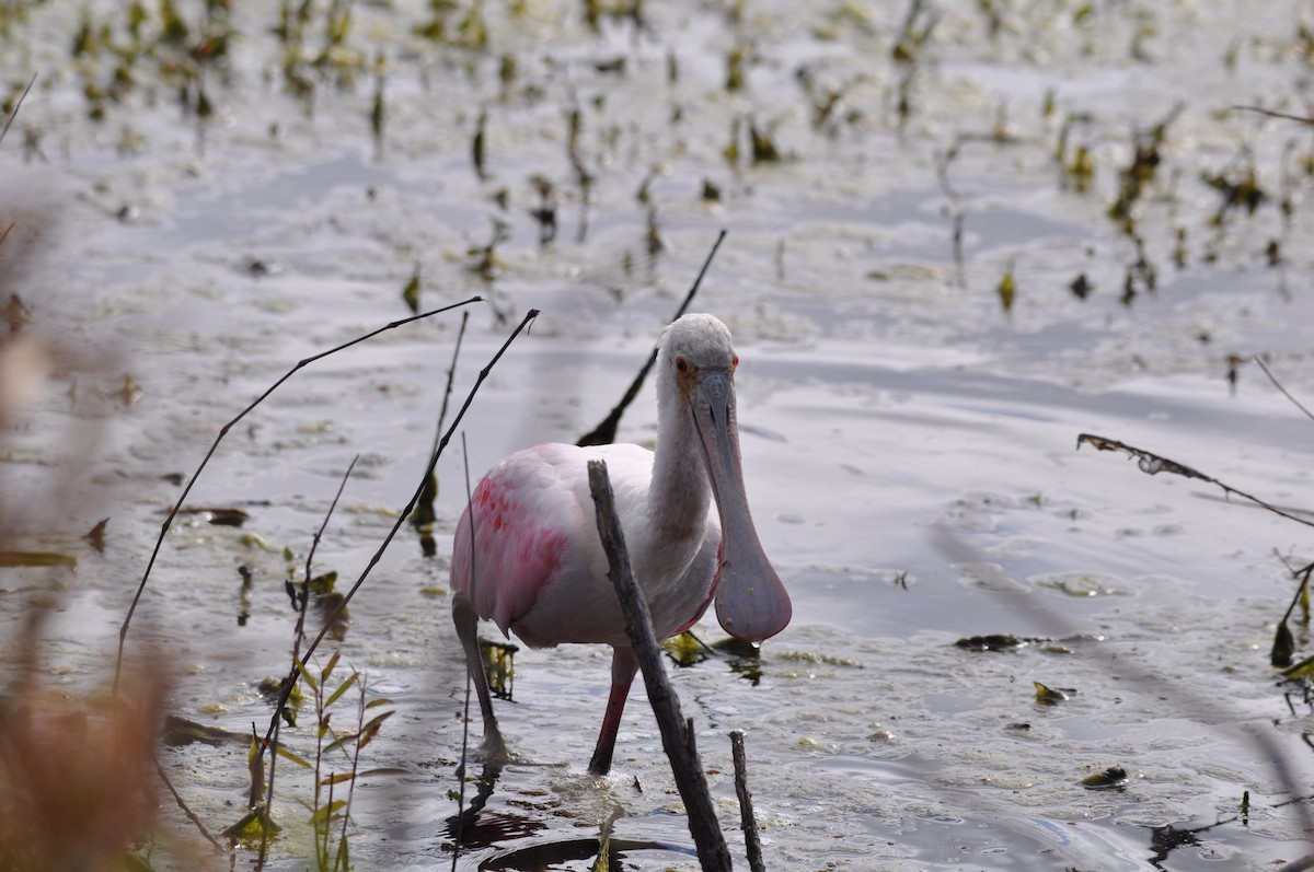 Roseate Spoonbill - Ethan Gosnell