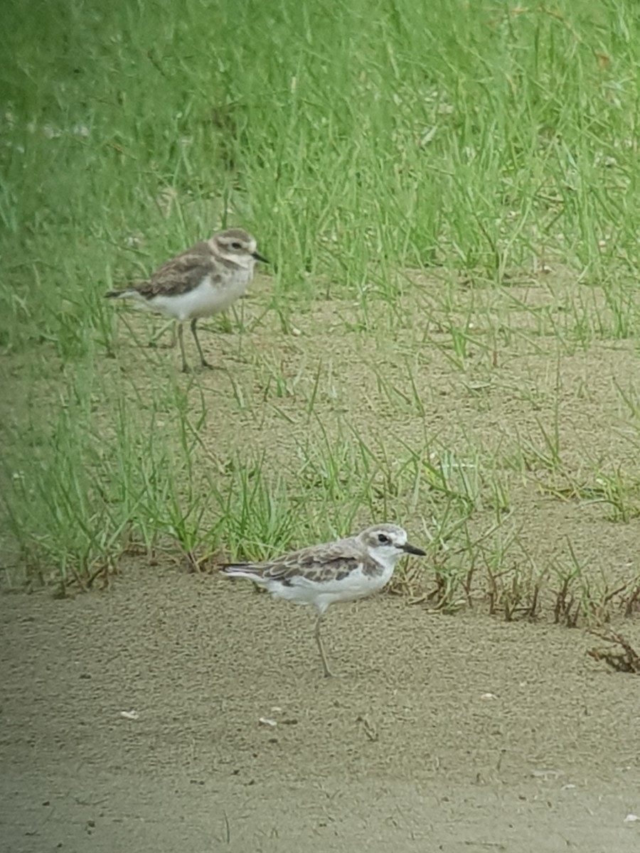 Greater Sand-Plover - Russell Cannings